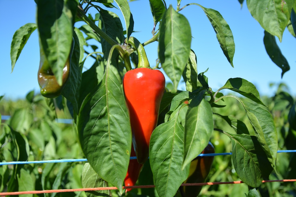 champ de piment cambo 3-10-2018 -1