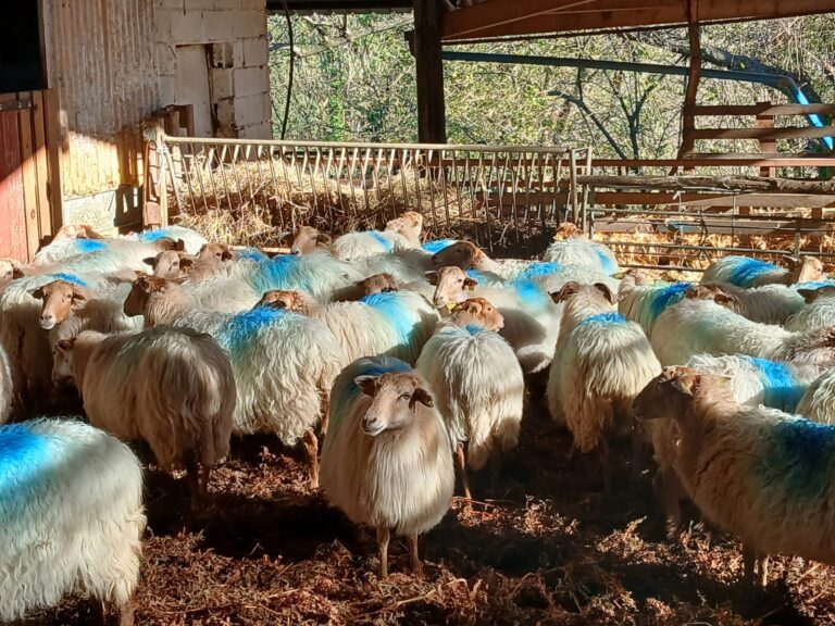 Sasi-ardi-Ferme-Belazkabieta-Espelette