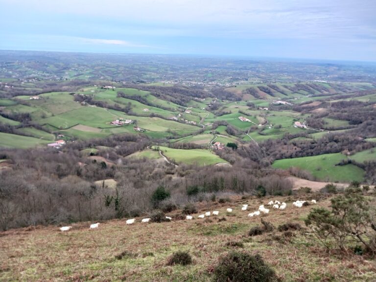 Sasi-ardi-ferme-Belazkabieta